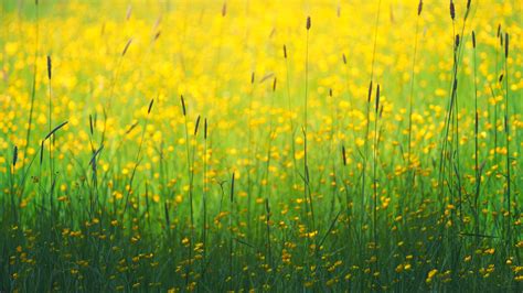 Download Wallpaper 2560x1440 Flowers Field Yellow Grass Widescreen