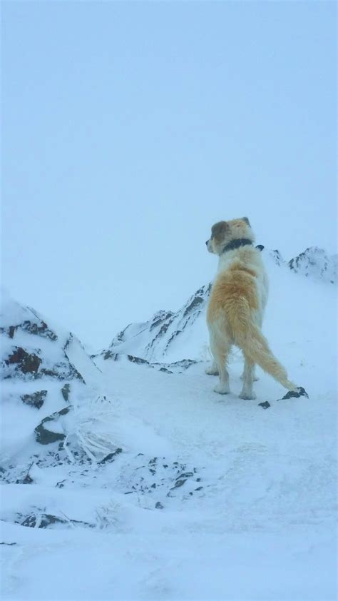 Bildet Vinter Rev Fjell Iran Mount Pattedyr Canidae Hund Snø