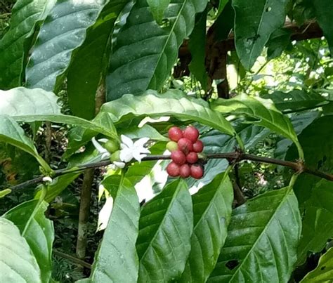 kopi robusta kemtuk mulai dilirik pemkab jayapura  komunitas kopi lokal