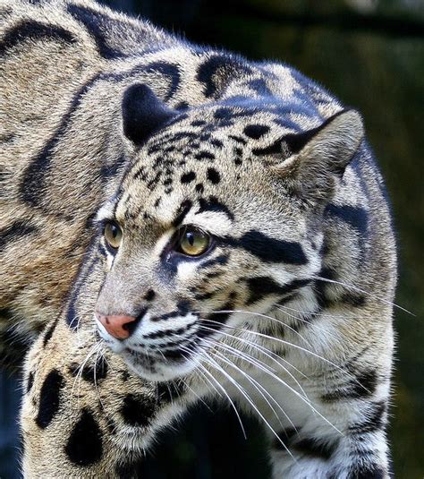 Best Of Clouded Leopards Clouded Leopard Animals Beautiful Cats