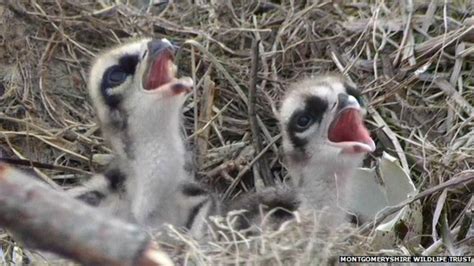 Two Osprey Chicks Hatch In Dyfi Valley Bbc News