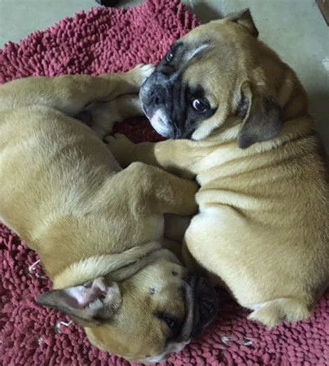 We are a english bulldog breeder in orlando florida. English Bulldog Puppies For Sale in Ohio | English Bulldog ...