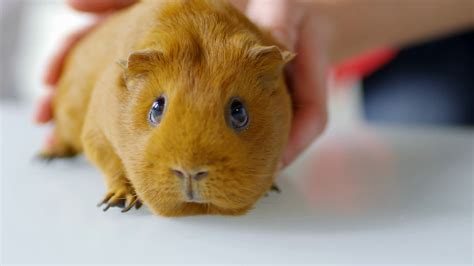 Close Up Of Adorable Guinea Pig With Red Fur And Human Hand Petting It