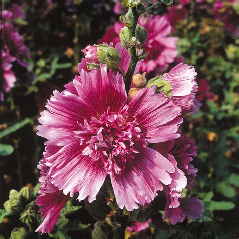 Hollyhock Seeds 29 Hollyhocks Perennial Flower Seeds