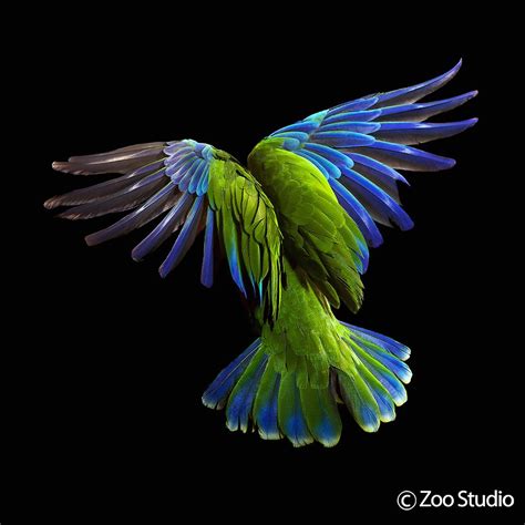 One Of Our Multi Award Winning Bird Photos Zoo Studio
