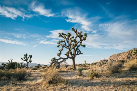 Free Images Desert Landscape Tree Desert