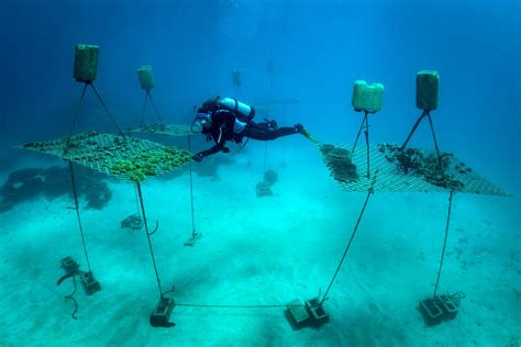 Shes Unlocking The Secrets Of Hardy Corals To Help Restore Marine Life