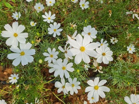 White Starburst Flower In Garden Stock Image Image Of Detail Floral