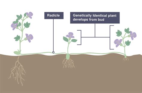 Igcse Biology 2017 37 Understand That Plants Can Reproduce Asexually