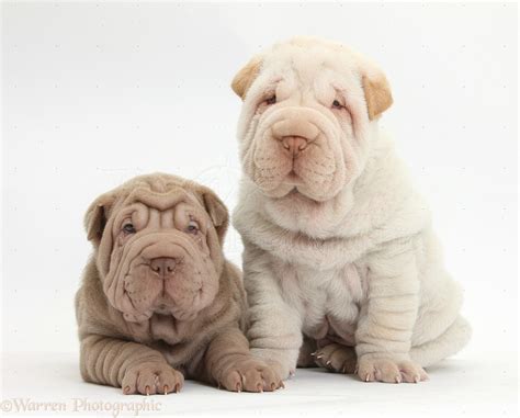 Dogs Two Shar Pei Pups Photo Wp36177