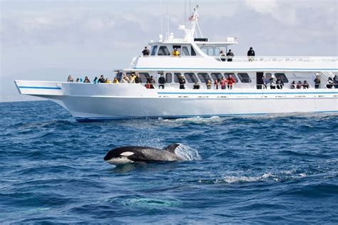 Each scanner is different, please consult your owner's manual. Vancouver Whale Watching Cruise - How much Does it Cost?