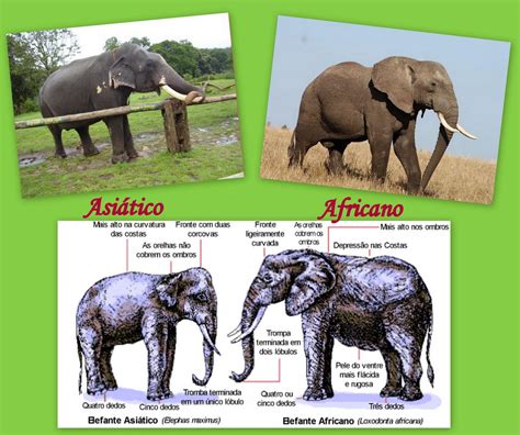 Jac Artes Elefante Africano