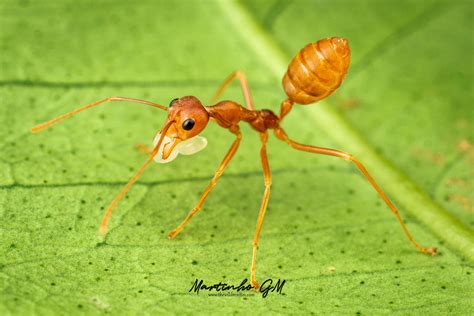 Oecophylla Smaragdina Asian Weaver Ants Ecology And Care Guide — The
