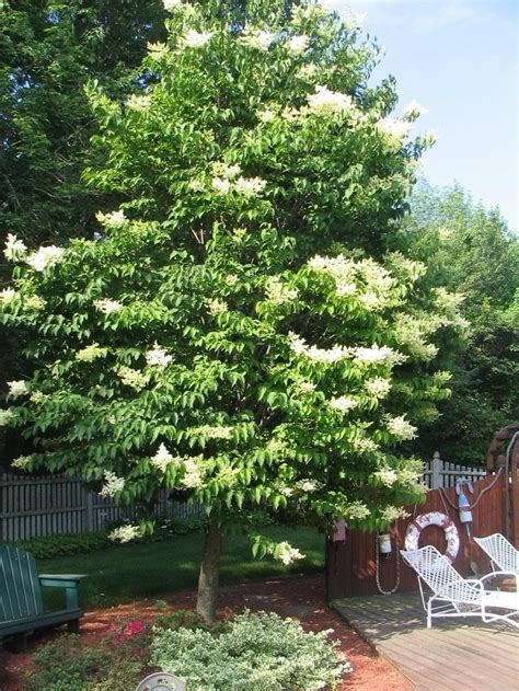 Syringa Reticulata Ivory Silk Japanese Tree Lilac Jim Whiting Nursery