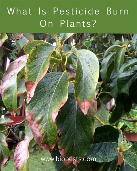 Pesticide Burn On Leaves Rose Plant Care Plants Pesticides For Plants