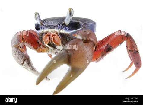 Cardisoma Armatum Rainbow Crab West African Rainbow Crab Stock Photo