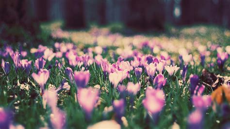 Wallpaper Sunlight Flowers Nature Grass Field Green Blossom