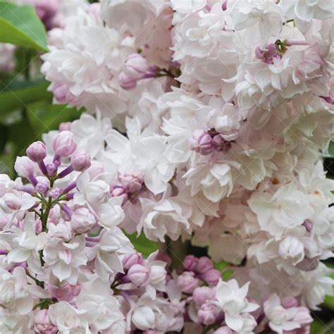 Beauty Of Moscow Common Lilac Sheridan Nurseries Online