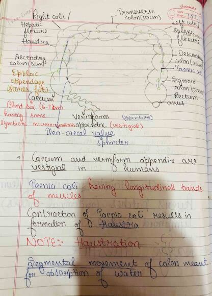 Human Physiology Digestion And Absorption Handwritten Notes For Class