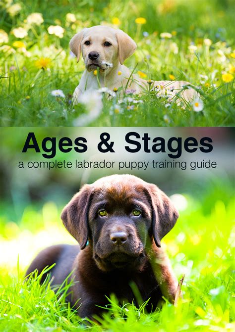 15 to 20 minutes per breast, or 2 to 5 minutes after breast is empty, 8 to 10 times a day (avoid going longer than 5 to 6 hours without. Puppy Training Schedule: Ages and Stages in Labrador Puppy ...