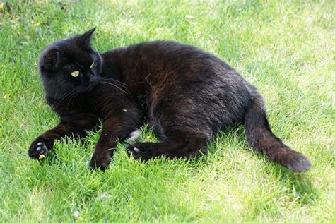 Cats have been domesticated (tamed) for nearly 10,000 years. Free Images : grass, field, night, meadow, animal, stone ...