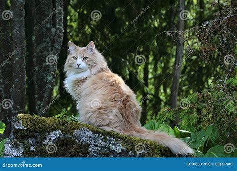 Norwegian Forest Cat Male Sitting On A Stone Stock Photo Image Of
