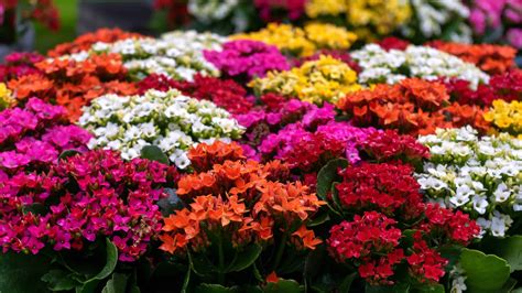 Types Of Kalanchoe Succulents 10 Beautiful Varieties To Grow At Home