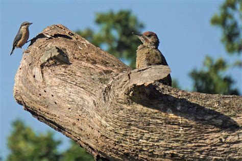 Ben je helemaal hierheen gescrold om over rspb birdwatch te lezen? The RSPB Big Garden Birdwatch at Bradgate Park - Love ...