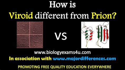 5 Differences Between Viroids And Prions Viroids Vs Prions In 5 Minutes Youtube