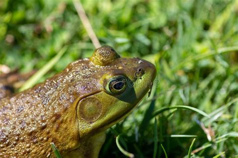 Macro Photo Of A Green Frogs Eye Taken Outdoors In Canada Stock Photo
