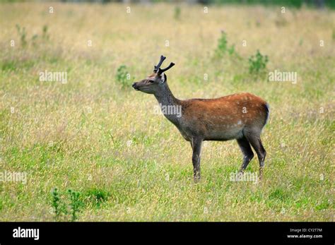 A Single Sika Deer Uk Stock Photo Alamy