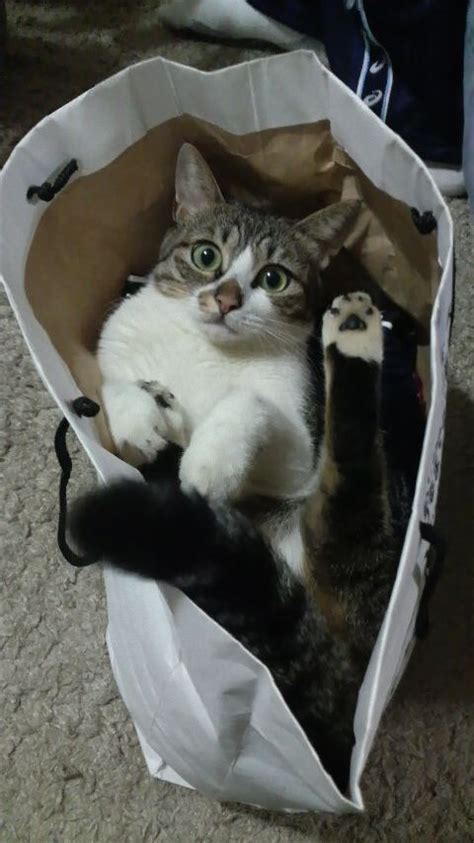 Funny Cat In Carrier Bag Cats Cute Animals Funny Cats