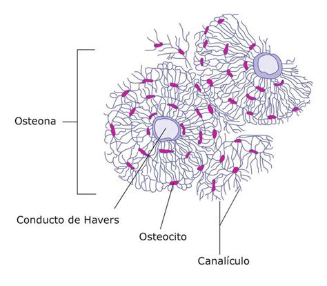 Osteocito Wikiwand