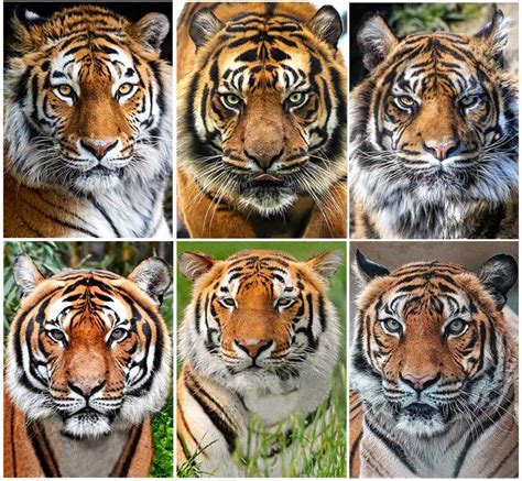 Tigre Panthera Tigris Ecodiversidad
