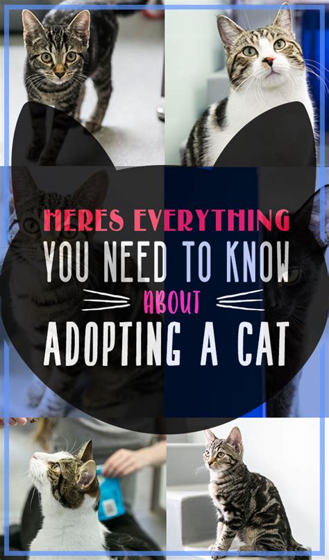 23 Things You Should Know Before You Adopt A Cat Cat Adoption Cats