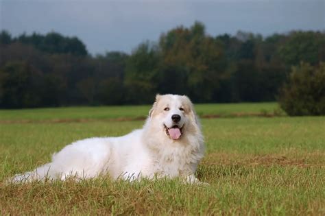 Great Pyrenees German Shepherd Mix The Majestic Lion Perfect Dog Breeds