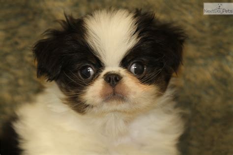 Lincoln Japanese Chin Puppy For Sale Near Joplin Missouri Ea67af55 8d91