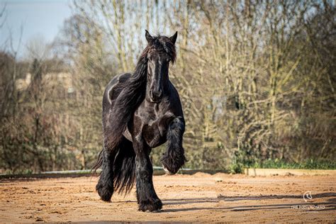 The Rare Poitevin Mulassier — Forgotten Horses By The Pixel Nomad