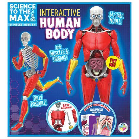 Interactive Human Body Bat2331 Be Amazing Toys Human Anatomy