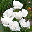 Diamond Wedding Rose - 60th Wedding Anniversary Gift - Live Rose Bush ...