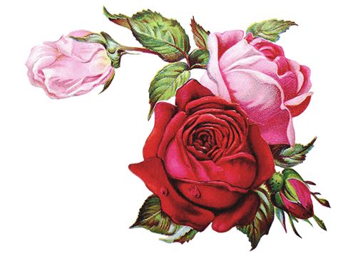 Vintage Roses Corner Transparent By Darkmoon Art De On Deviantart