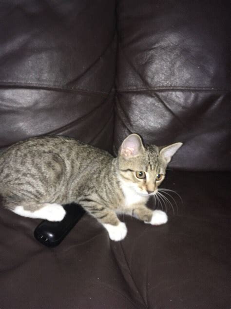 Beautiful Tabby Kitten For Sale In Roundhay West Yorkshire Gumtree