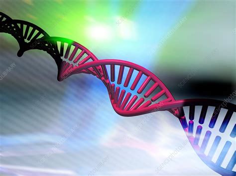 The dna microarray is a tool used to determine whether the dna from a particular individual contains a mutation in genes. DNA molecule, computer artwork - Stock Image - F001/0123 ...