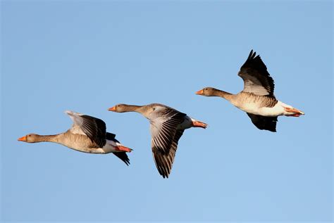 Goose Geese Flight Fly Wings Nature Sky Wallpapers Hd Desktop