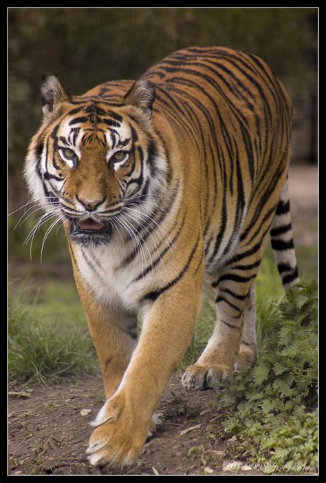 Prowling Tiger By Prince Photography On Deviantart