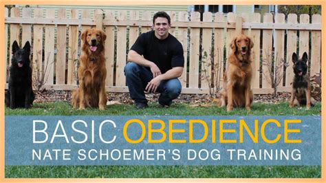 Basic Obedience Dog Training Course Full Course Free On Youtube