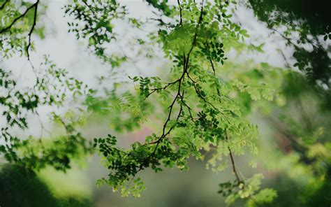 Download Wallpaper 3840x2400 Branches Leaves Green Tree Acacia 4k