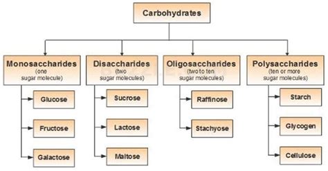 Carbohydrate Structure Functions And Types Microbiology Notes