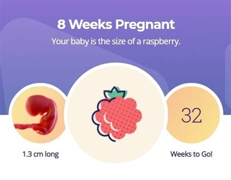 8 Weeks Pregnant What To Expect