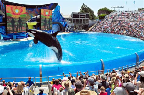 Seaworld San Diego To Have Last Orca Show Sunday Kpbs